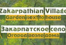 Закарпатское село – Огород возле дома!